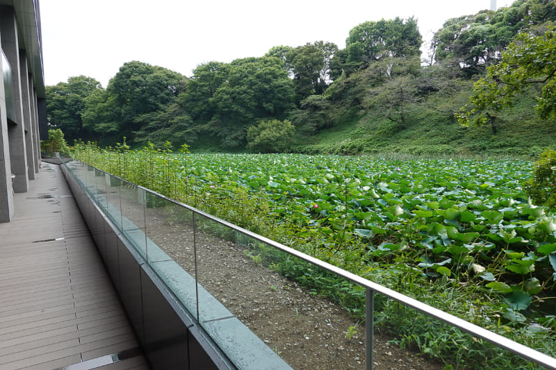 食堂は地下1階のため、お堀を目線の高さで眺められる