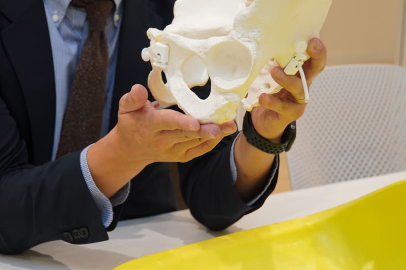 坐骨が「坐骨ポケット」に収まっている様子を骨盤模型で解説