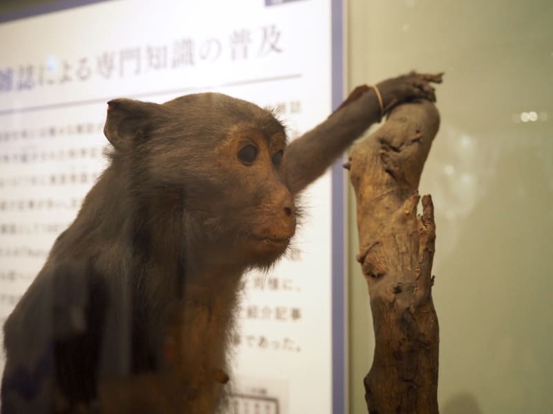 「動物学雑誌」で紹介されている個体と同じ、サルの標本