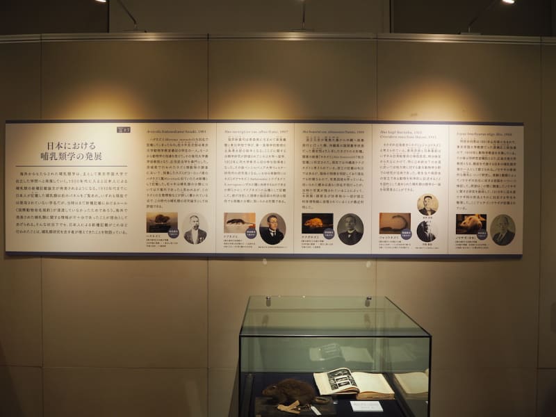 日本人による、ちょっと残念な新種記載の事例。記載時に使われた標本は、いずれも常設展で展示されている