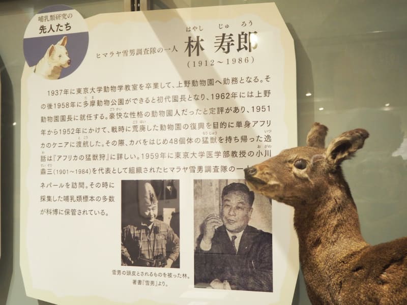 林寿郎のプロフィールと、ヒマラヤへ雪男を探しに行った時に採集したジャコウオジカの剥製標本