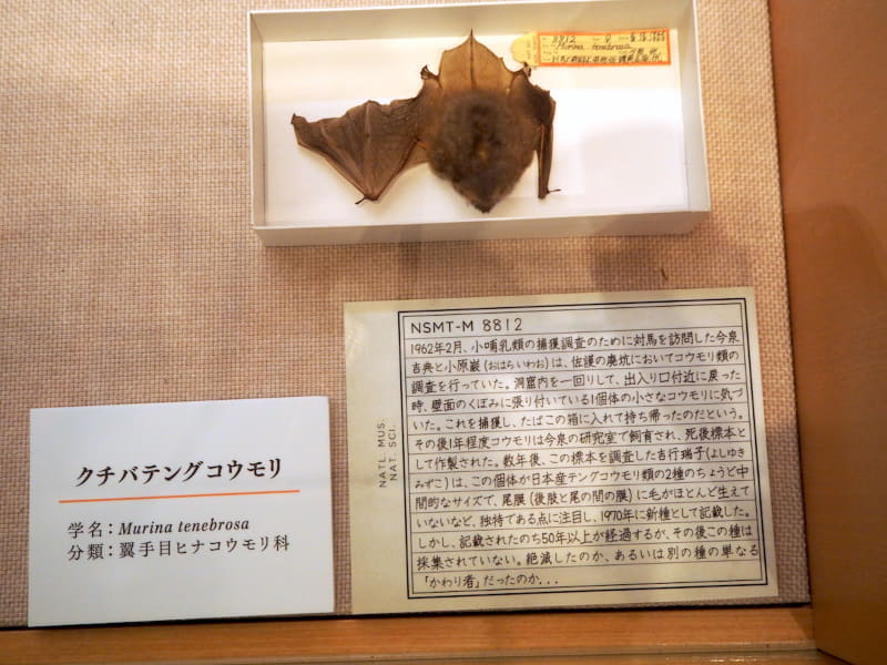クチバテングコウモリのタイプ標本