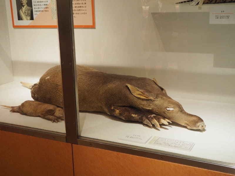 ツチブタの仮剥製