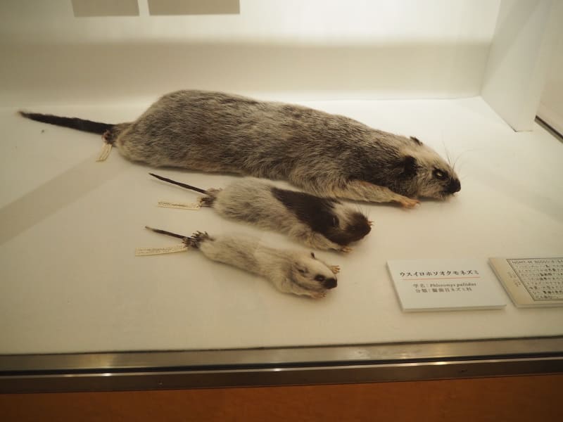ウスイロホソオクモネズミの仮剥製