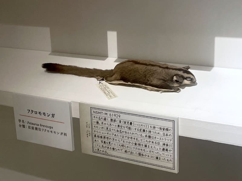 相模原市のネコが捕らえたフクロモモンガの仮剥製