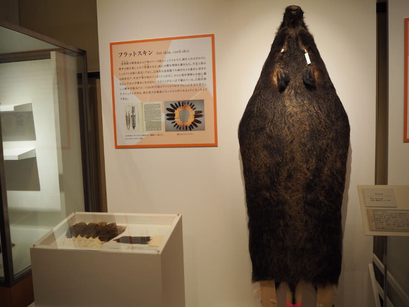 イノシシのフラットスキン