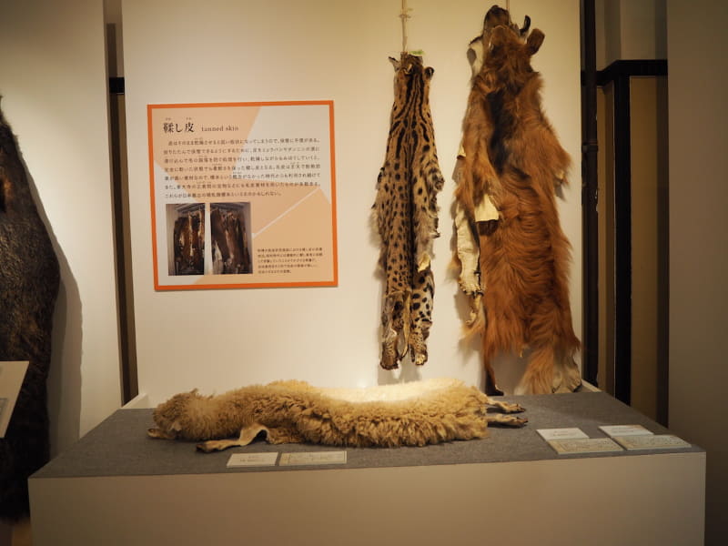 鞣し革にした状態は、手に触れられるよう展示されている