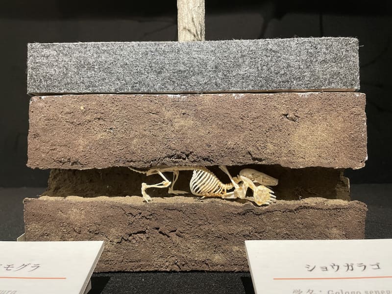 コウベモグラの全身骨格
