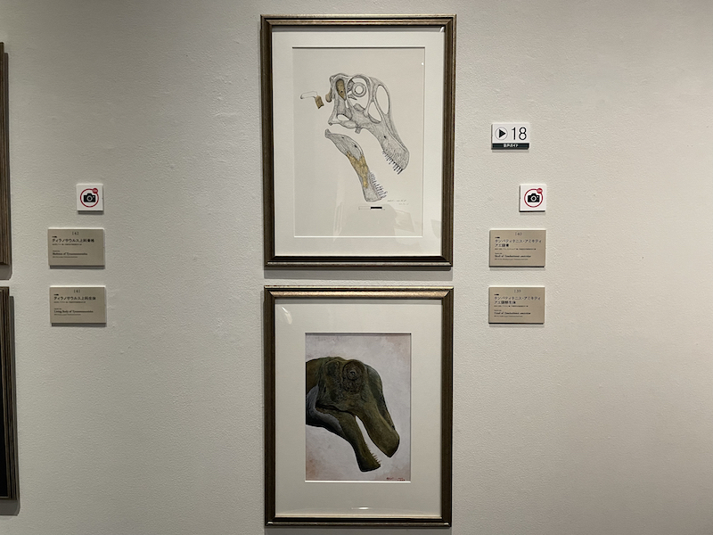 タンバティタニス・アミキティアエの頭骨を描いたものと、頭部生体を描いた絵