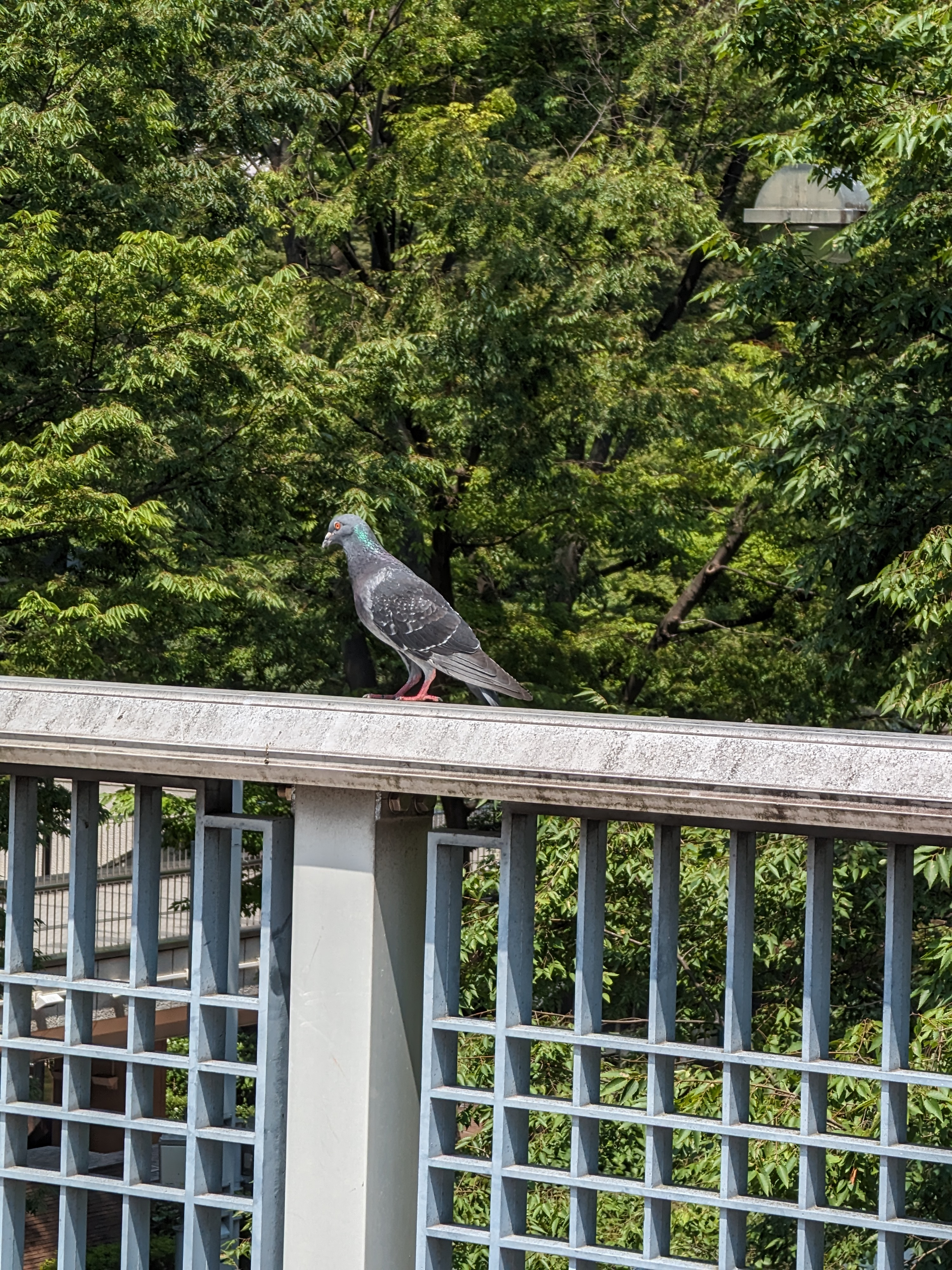 カメラの撮影例