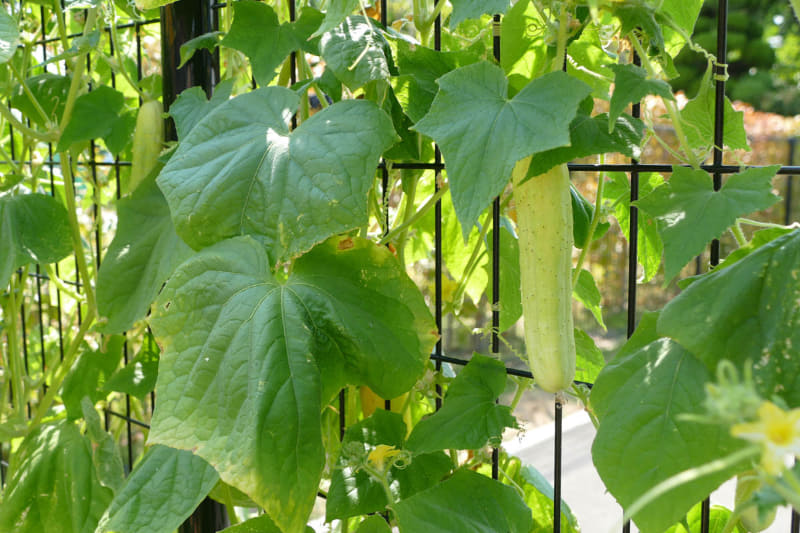 白きゅうりなど珍しい野菜も育てられている