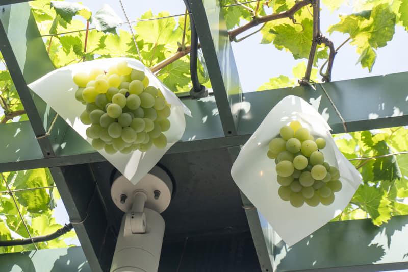 ロザリオ・ビアンコ