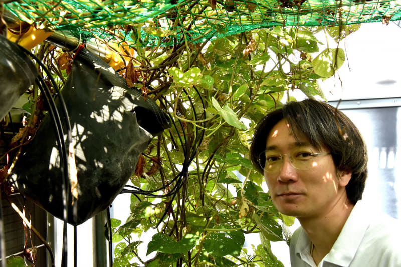 繁茂したサツマイモと日建設計の本郷太郎さん