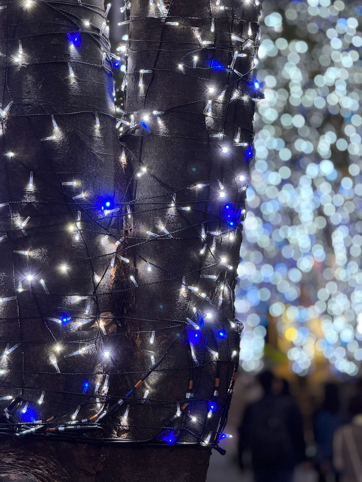 下の写真ではより玉ボケが美しい印象になりました