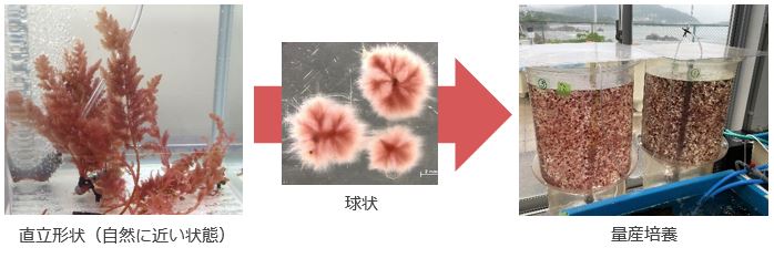 カギケノリ量産培養の流れ