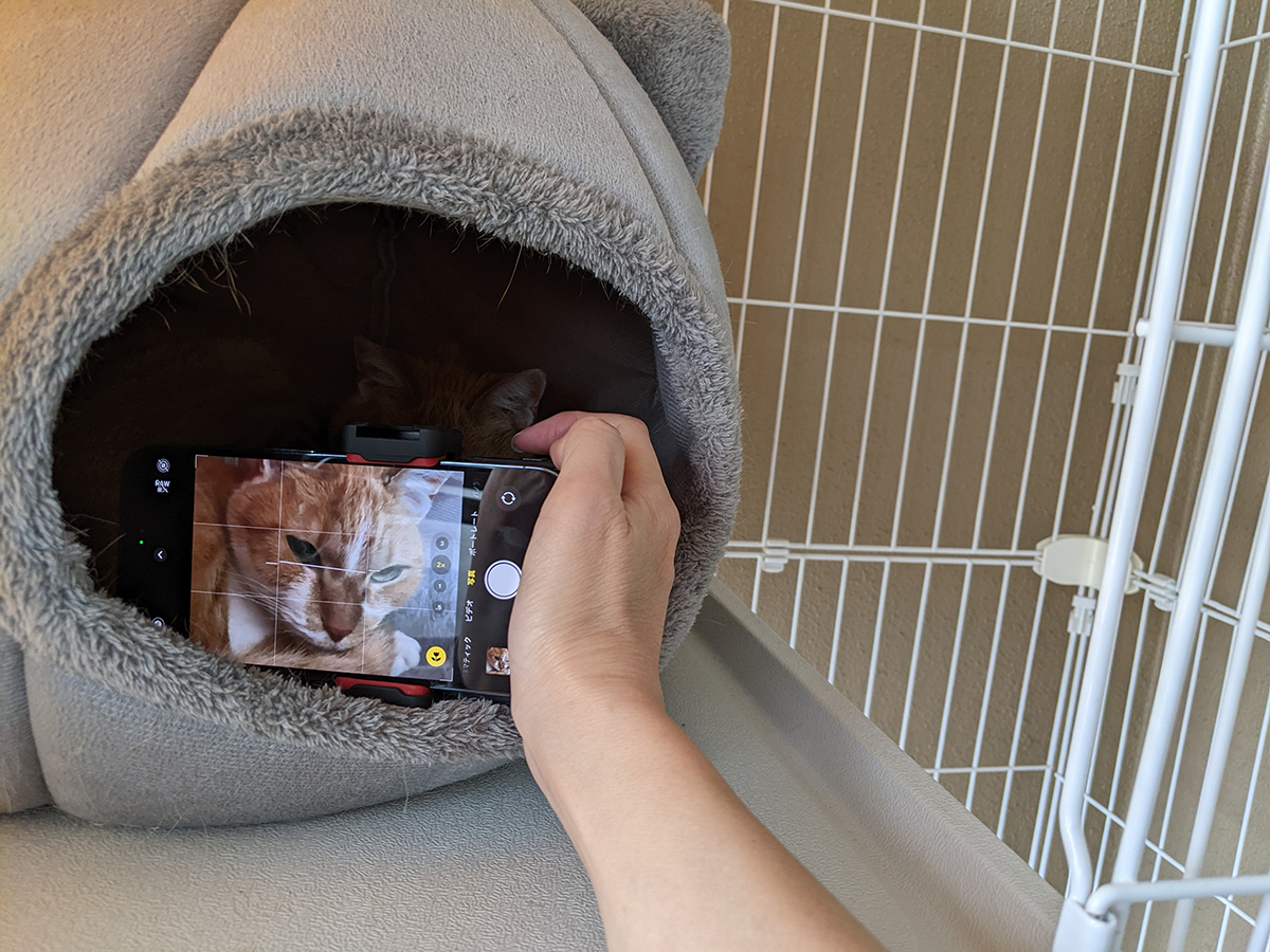 ベッドで寝ている猫にぐっと近づいて撮影してみました