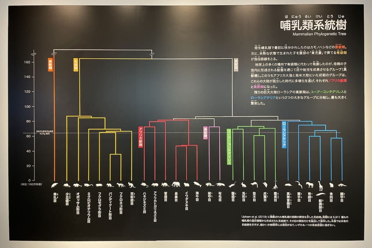 現在、どのように哺乳類を分類しているか、その系統が把握できる「哺乳類系統樹」