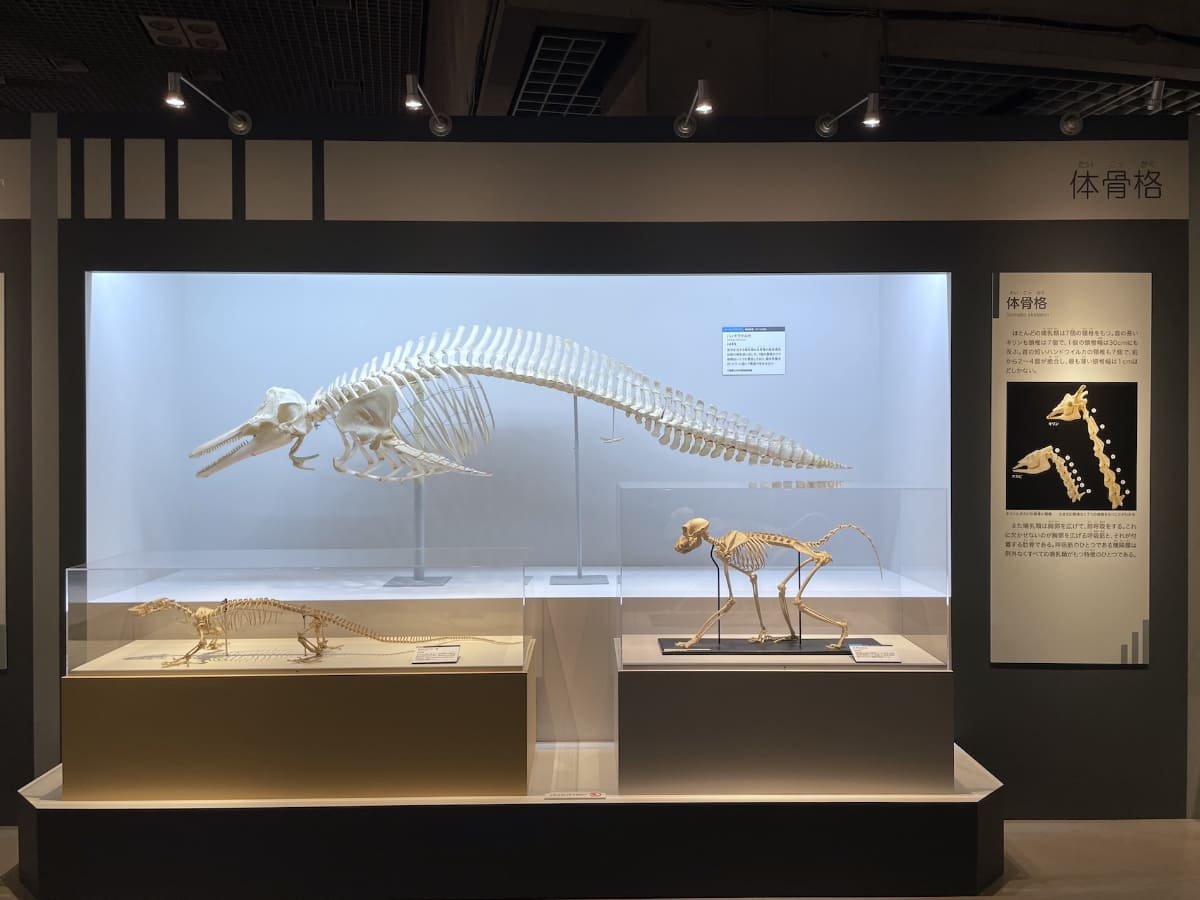 バンドウイルカも、首の長いキリンを含め、哺乳類は頚椎の数が同数なのだという