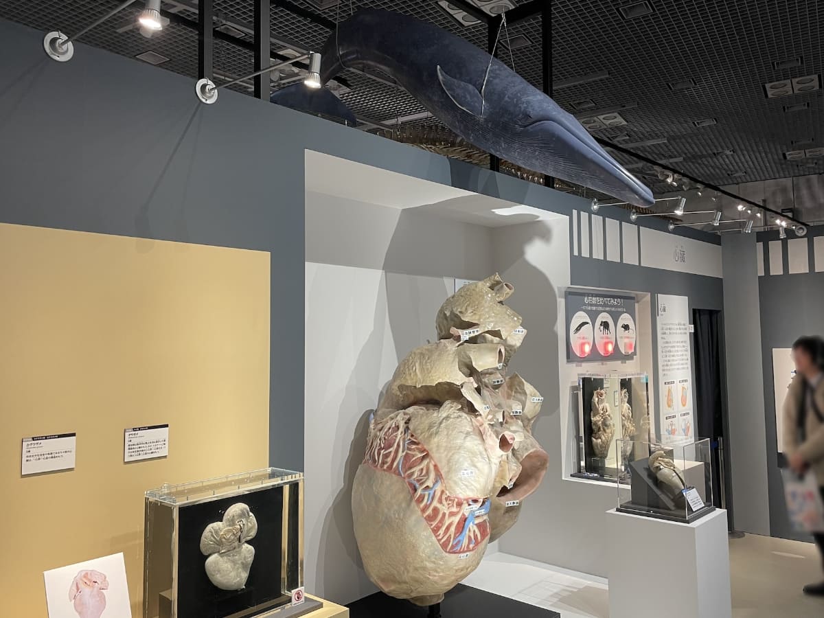 ミリ単位の大きさのチビトガリネズミの心臓も、高さ約166cmのシロナガスクジラの心臓も二心房二心室。それにしてもシロナガスクジラは、心臓も大きい!