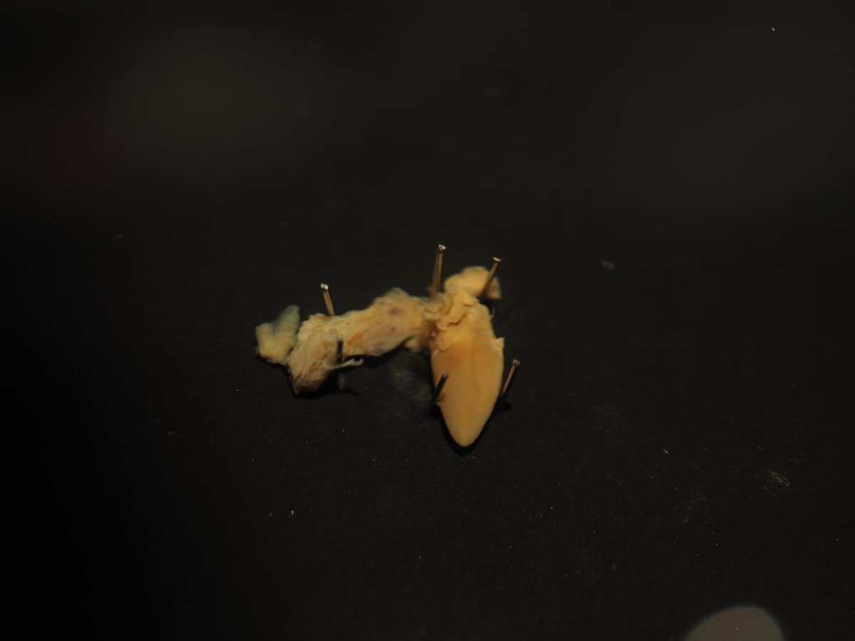 「チビトガリネズミ」の心臓