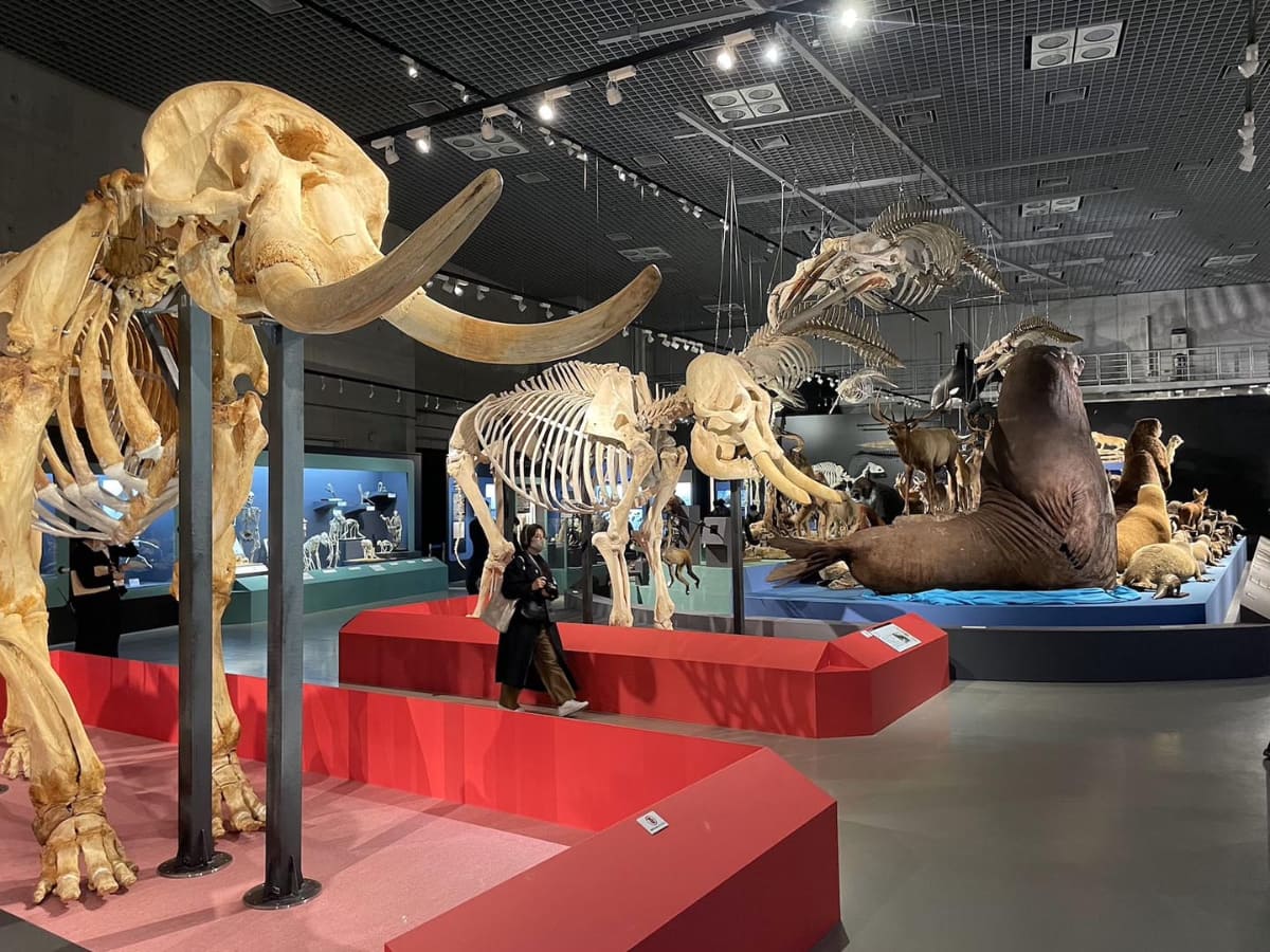 アフリカゾウやアジアゾウの骨格標本