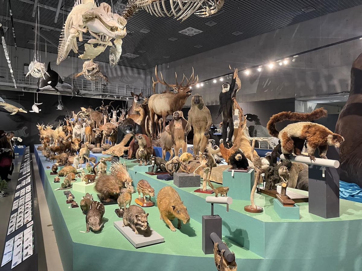 中央には200点以上の標本が並ぶ