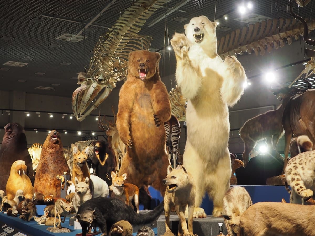 中央の展示をぐるりと巡ると、巨大なクマが! 動物園などで何度も見たことがあるが、改めてその大きさに驚く……というかビビる!