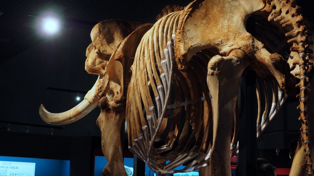 標本までの距離も近いし、ガラスなどで仕切られていないため、細部までじっくりと観察できる