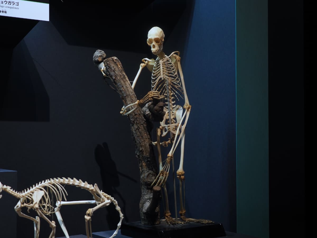 上野動物園にいたのだろう、霊長目 クモザル科 ケナガクモザル(Ateles belzebuth)