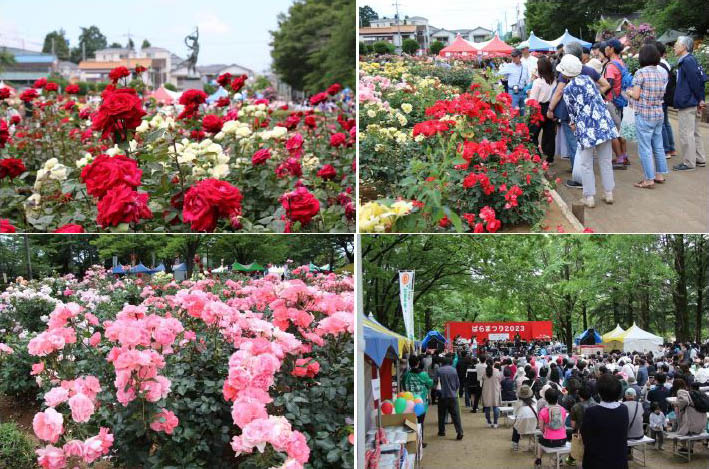 ばらまつり2024は5月11日、12日に開催
