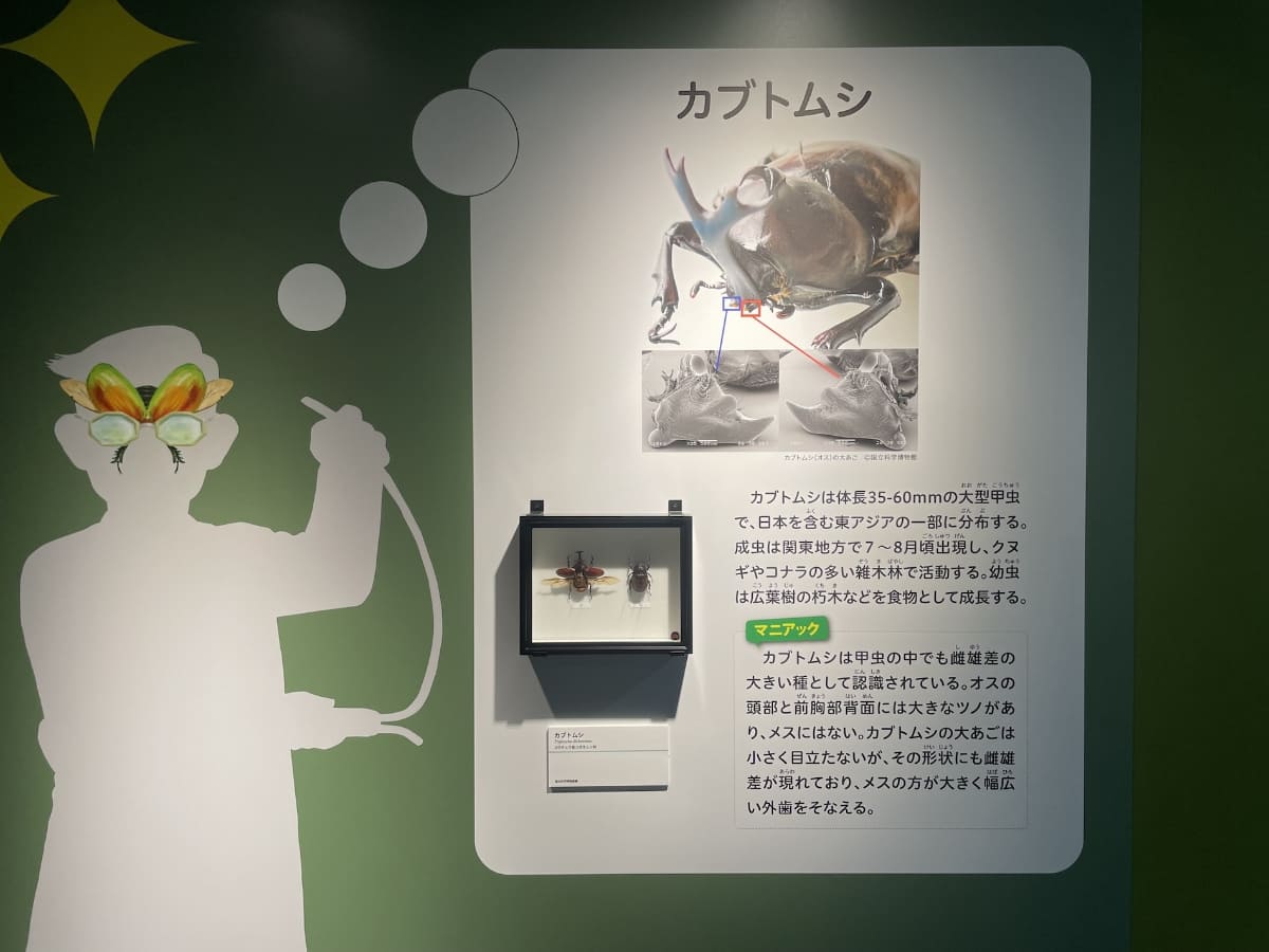 第1章の展示では、例えばカブトムシであれば、その基本とマニアックな知識とが解説されている。その後、第2章のカブトムシなどの甲虫を紹介するゾーンへ行くと、より詳しく知ることができる