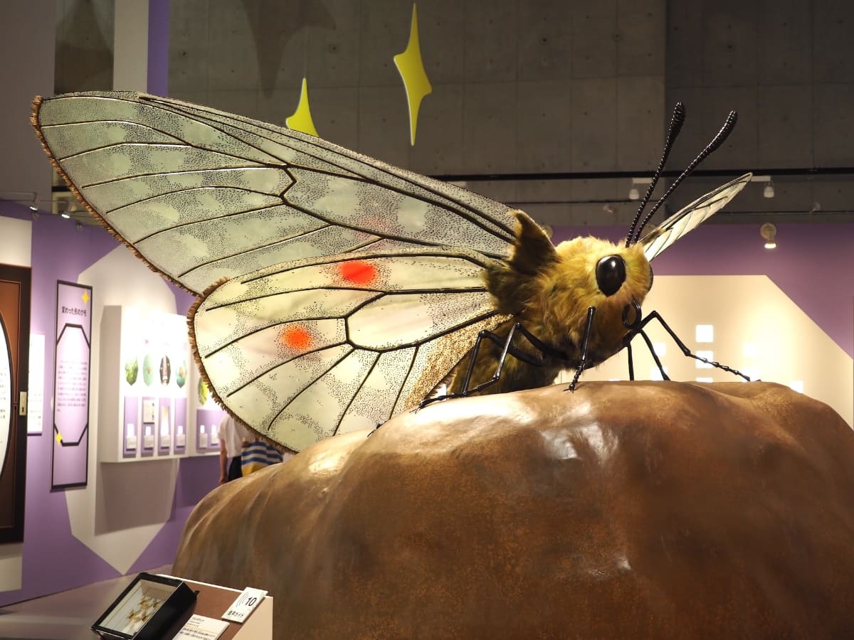 「チョウの扉」にある、ウスバキチョウを約60倍に拡大した模型