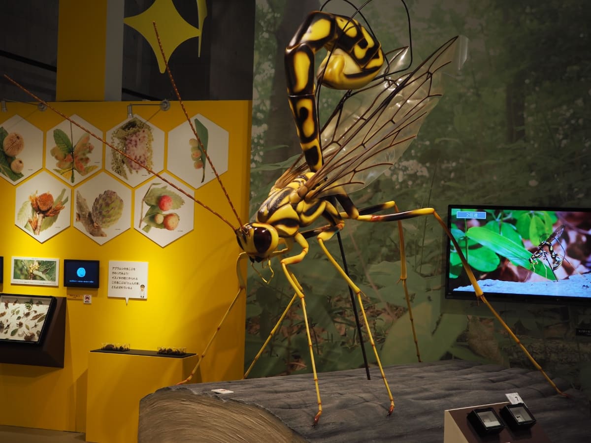 ハチを中心として紹介するゾーンに展示されている「エゾオナガバチ」の巨大模型。模型の中央にある黒い支柱のような棒が産卵管