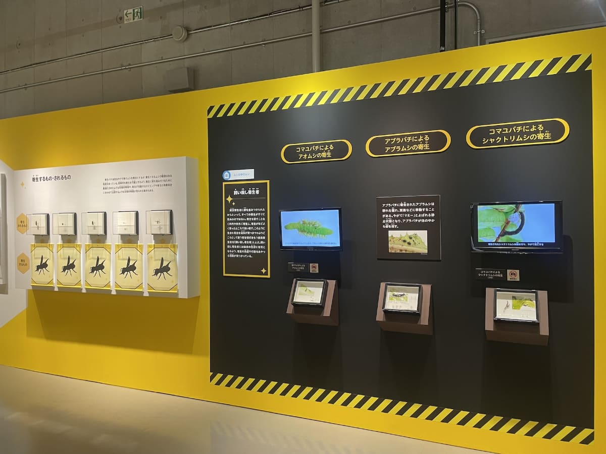 寄生バチが紹介されているコーナー