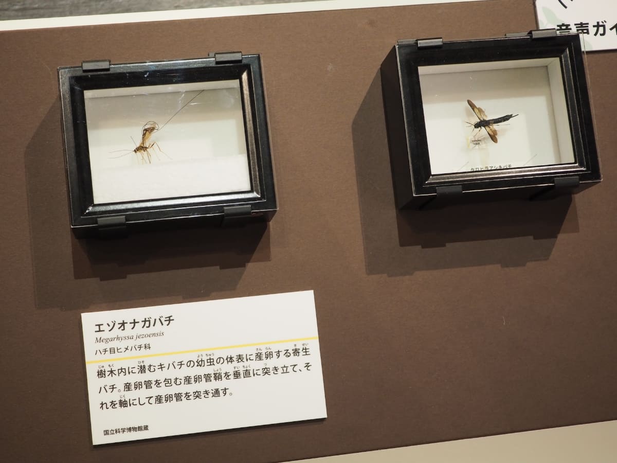 寄生する側のエゾオナガバチと、寄生される側のクロヒラアシキバチ