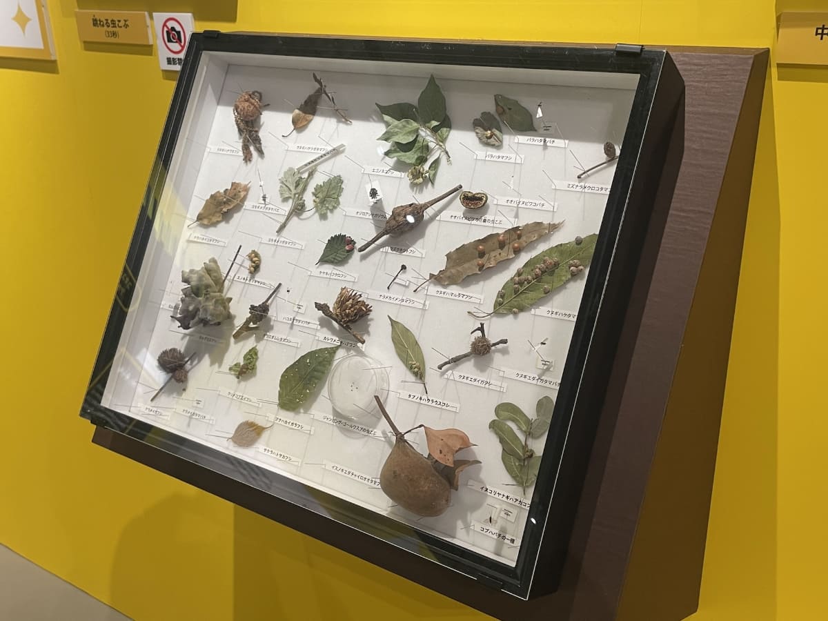 今回の展示のために井手先生が作ったという虫こぶの標本