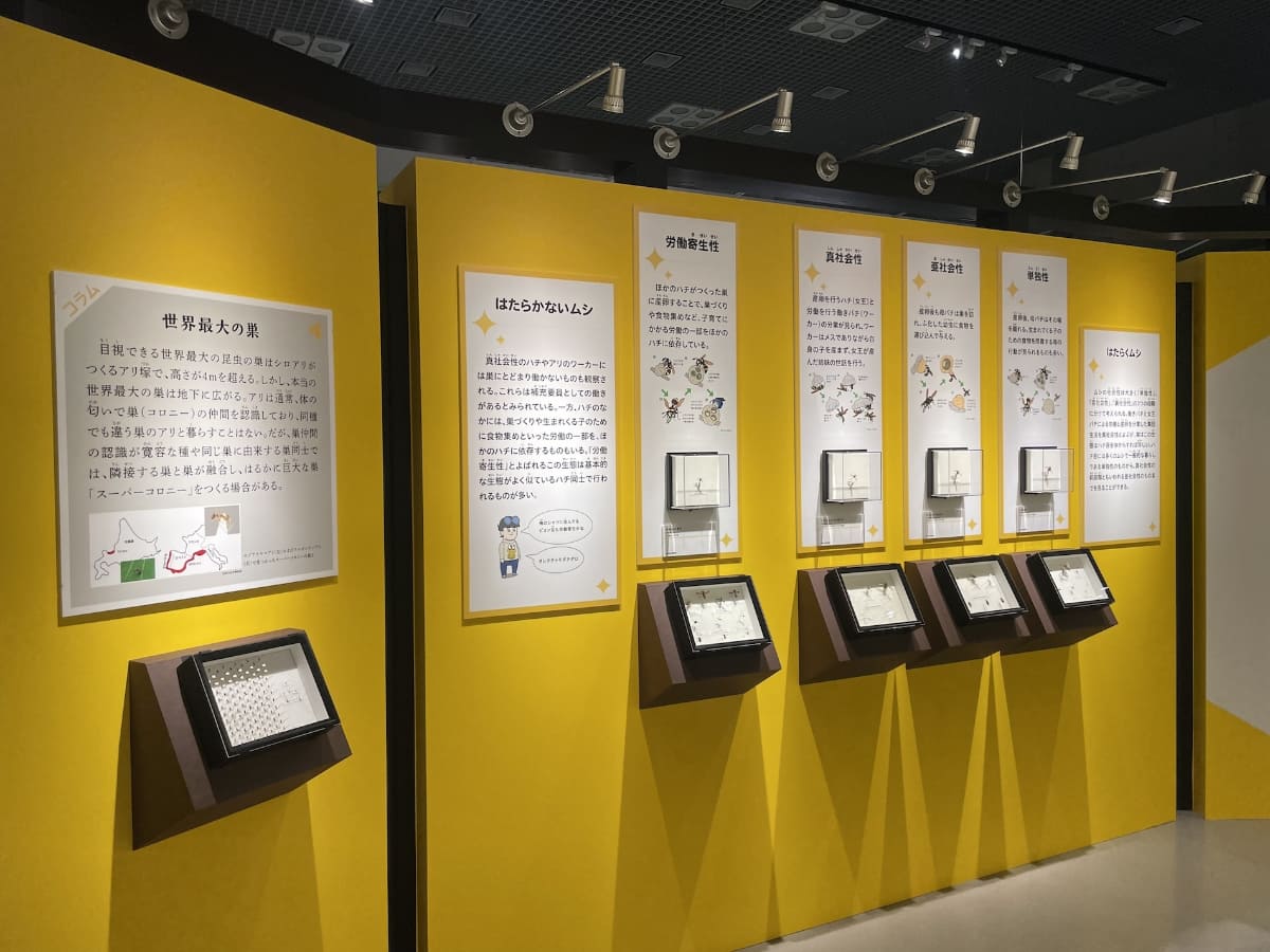 『ハチの扉』のブース内に並ぶ様々なハチ