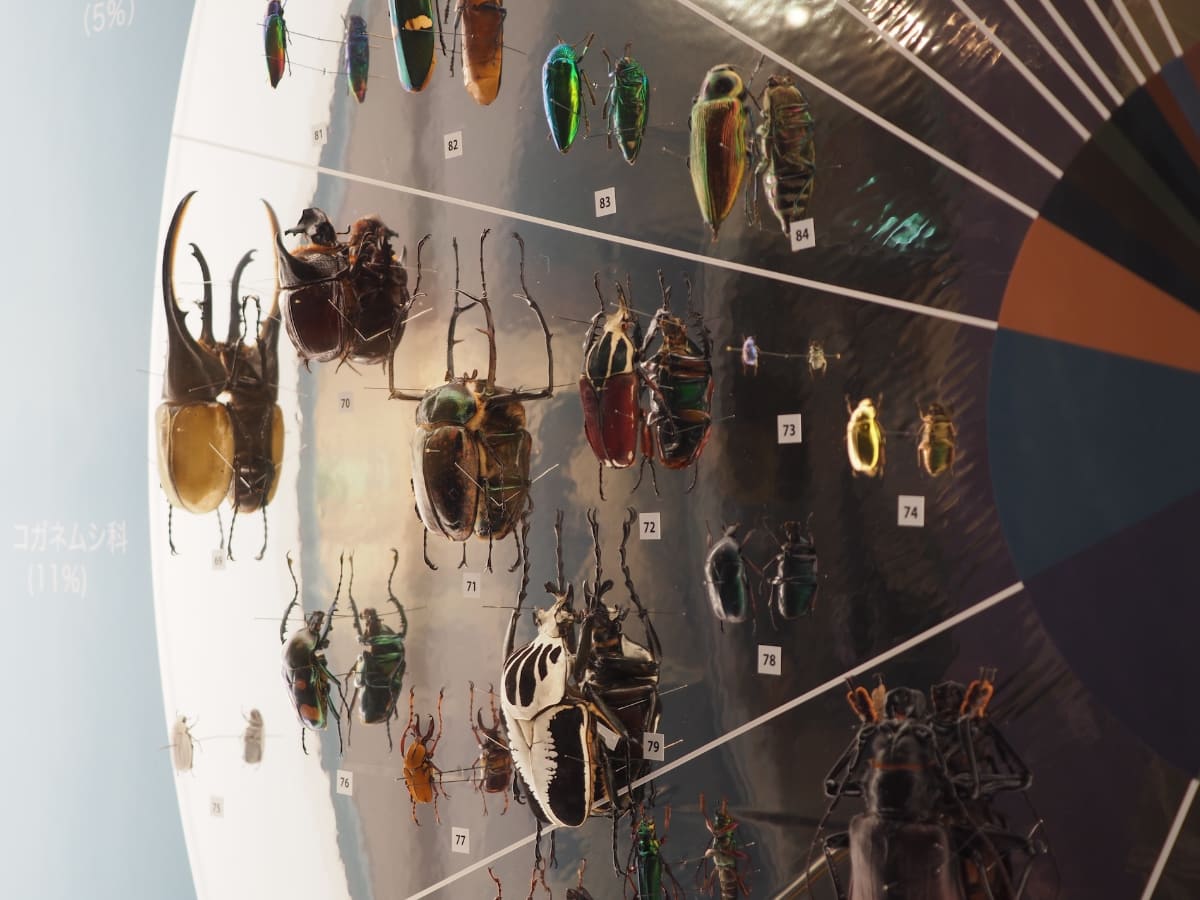 様々な甲虫が見られる