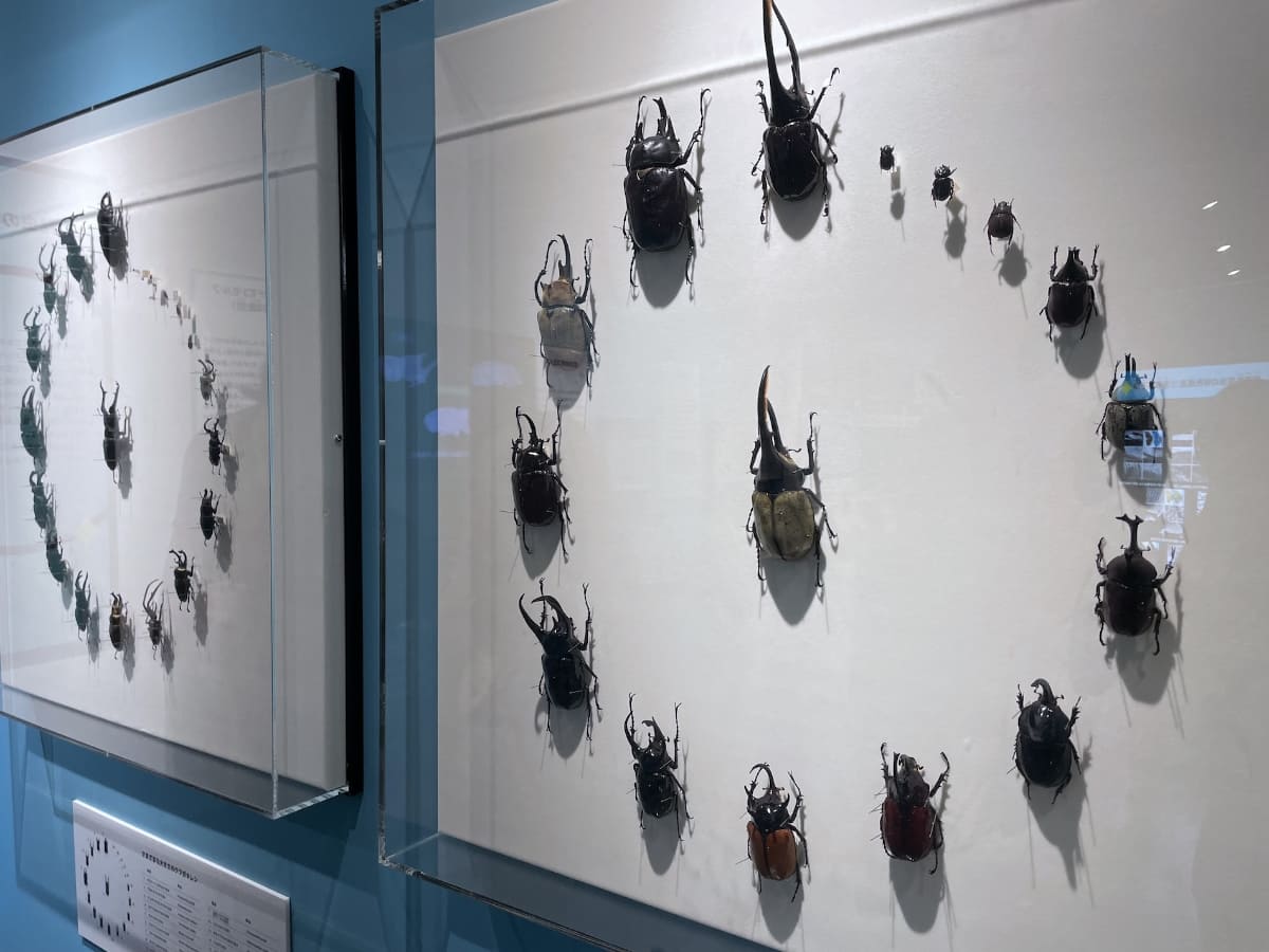 人気のカブトムシやクワガタムシ