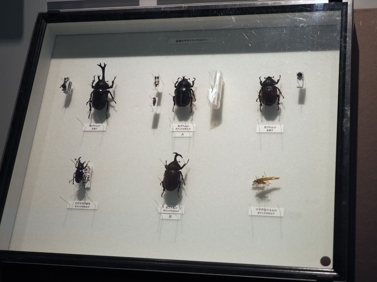 カブトムシのギナンドロモルフ