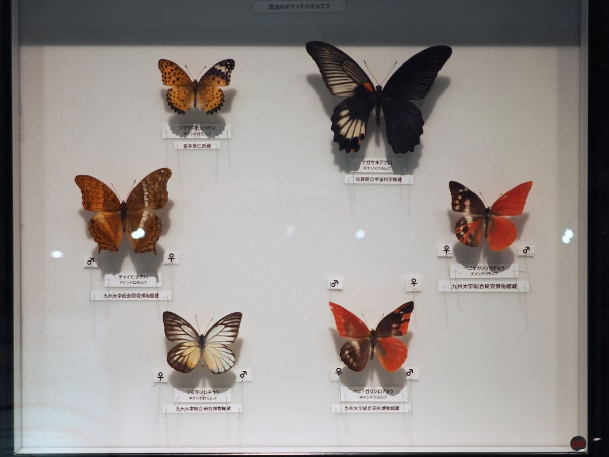 チョウのギナンドロモルフは、左右だけでなく斜めに雌雄が分かれているものもある