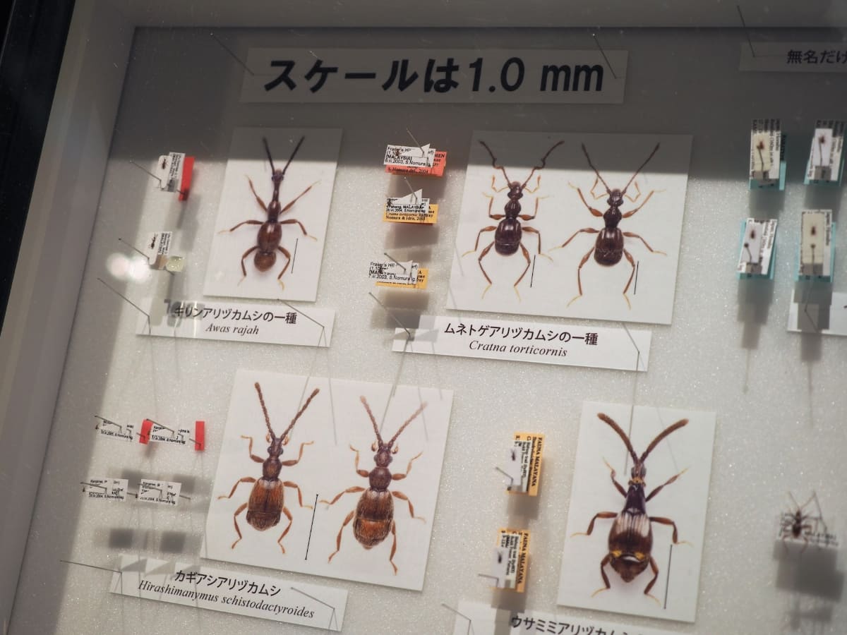 アリヅカムシが野村先生の専門。非常に微小なため、サンプルの隣には、拡大された画像パネルがある