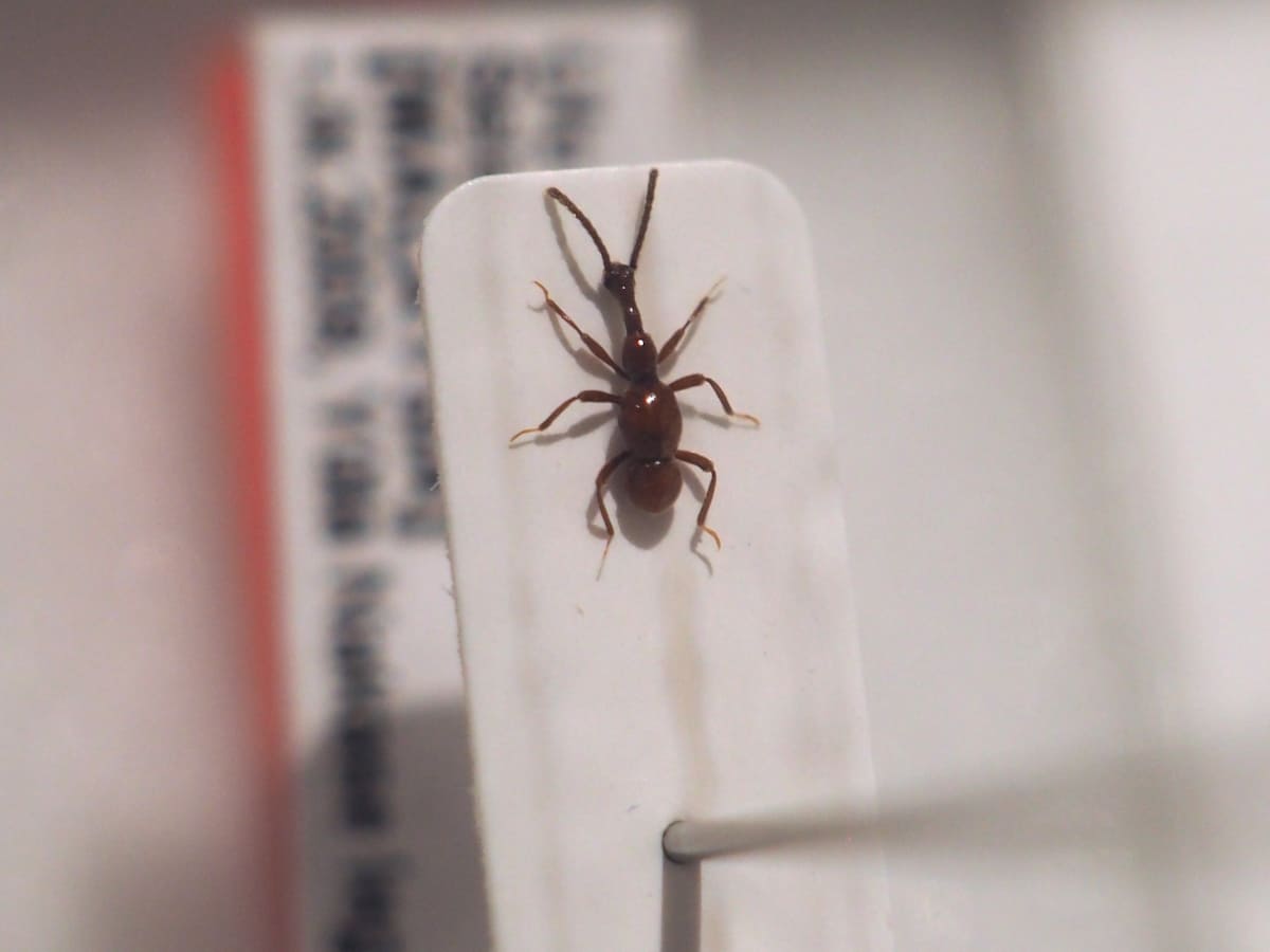 アリヅカムシの一種。マクロレンズや虫眼鏡があると、観察しやすい