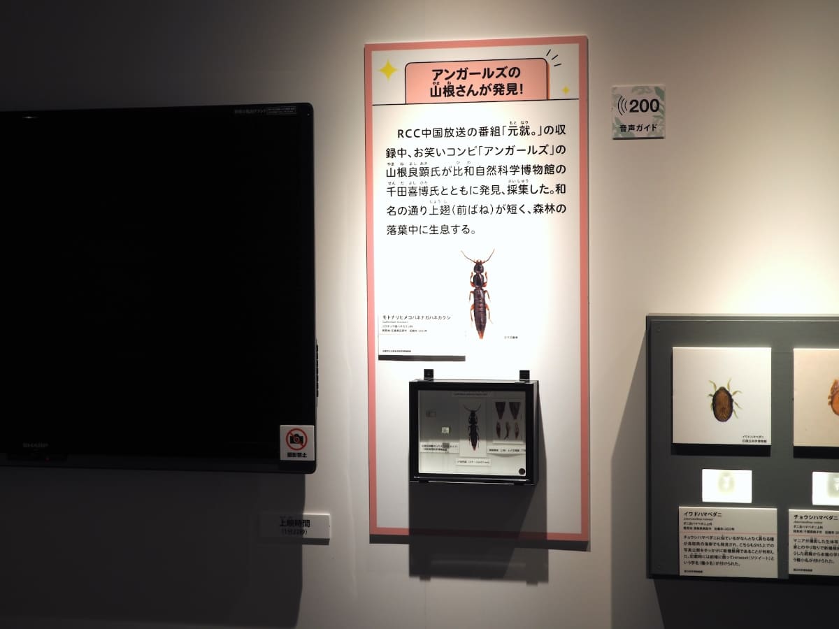 アンガールズの山根さんが発見した、新種を紹介するコーナー