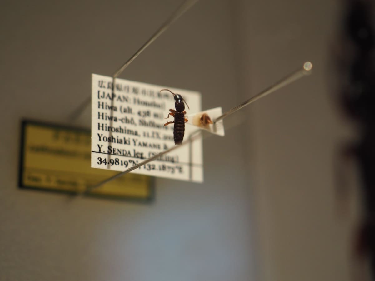 山根さんが採集した個体。しっかりと山根さんの名前が記されている。比和自然科学博物館蔵