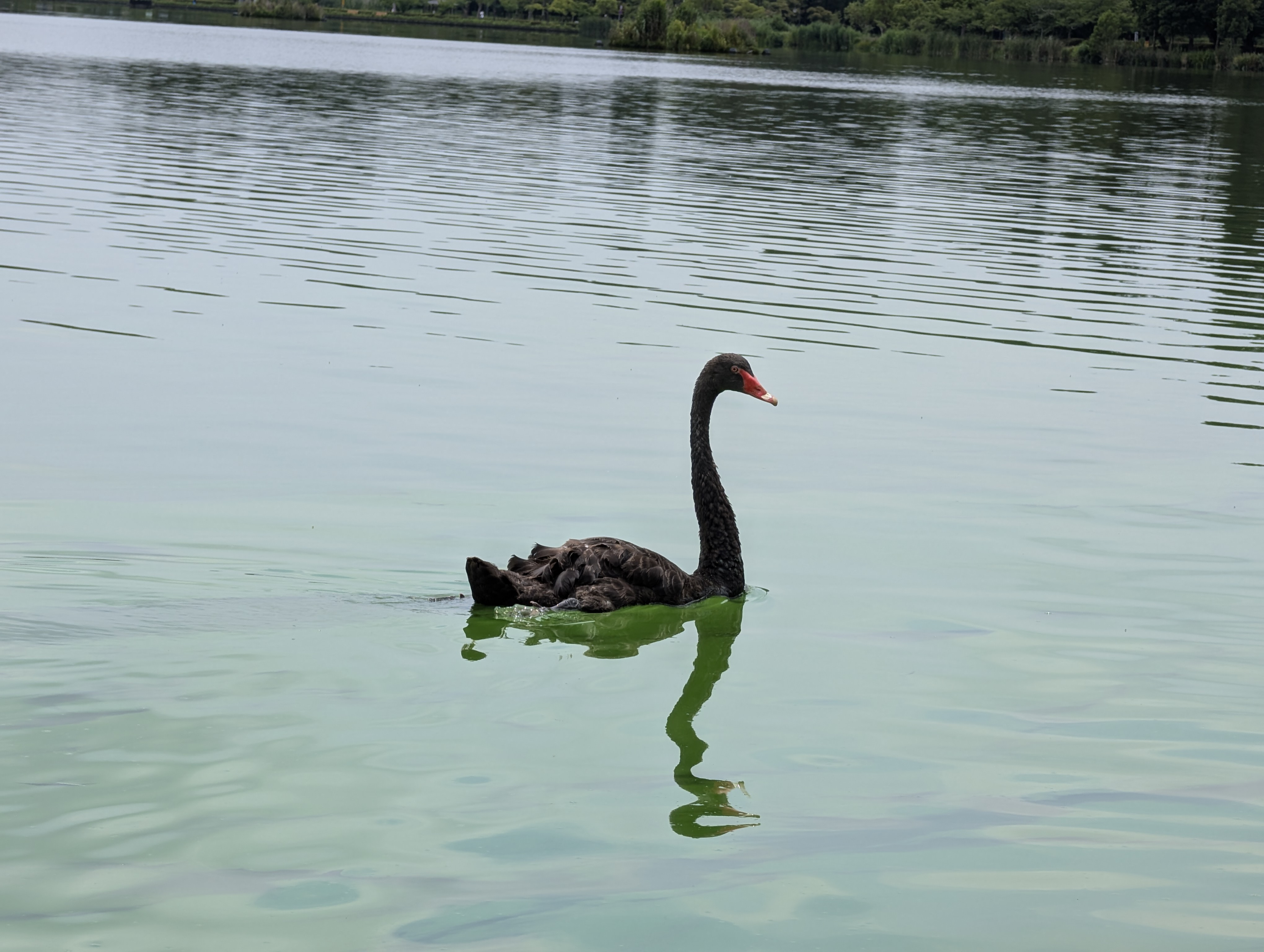 光学ズームで撮影したものの、もうちょっと拡大したい