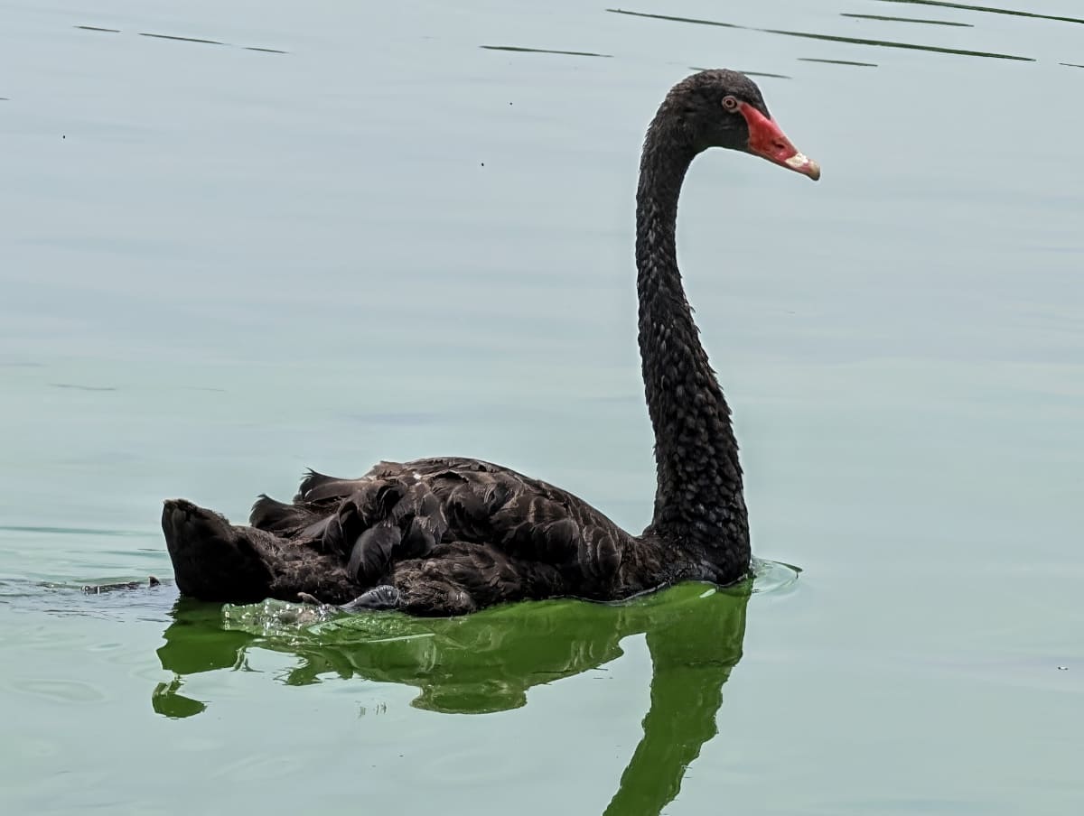 できあがった画像。首元の毛羽立ちや、胴体の羽が補完されたようです