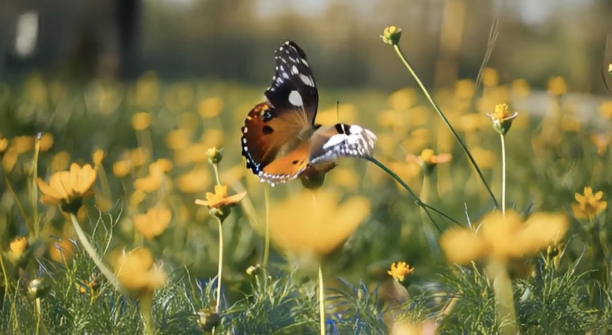 プロンプト:花が風に揺れている。美しい蝶が花の一つに舞い降りたところ