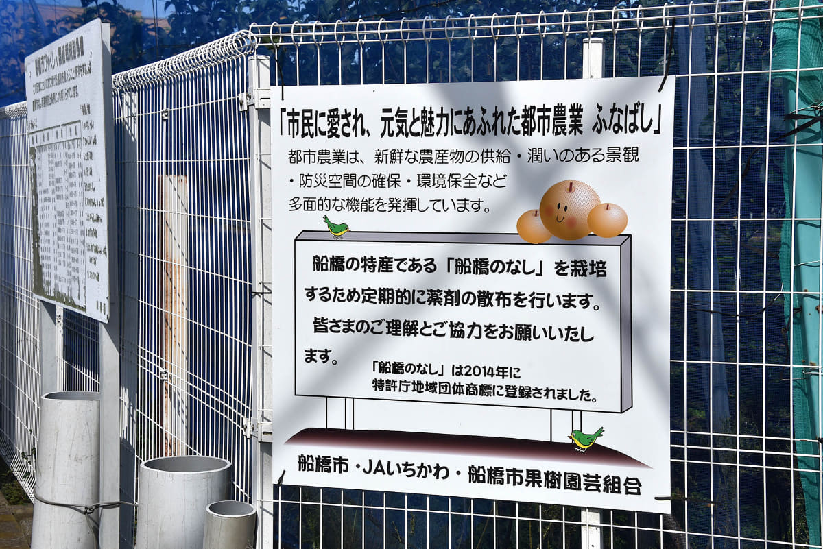 新京成の沿線、特に船橋市域には梨園があちこちに点在