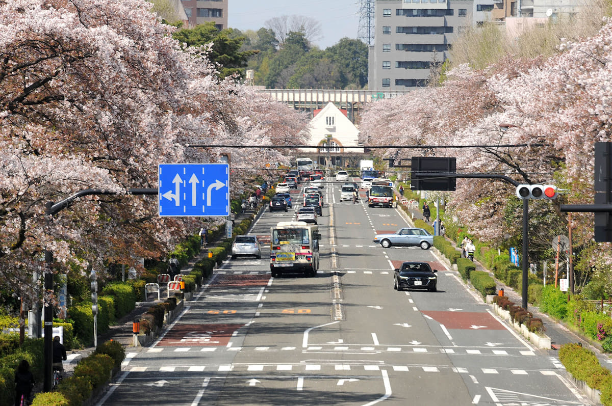 桜のシーズンは大学通りがピンク色に染まり、美しい景観となる(撮影：2020年4月)